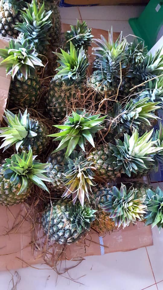 Ajuma Garden - The Best Food To Share. Sau Dứa QUEEN (còn gọi là dứa ...