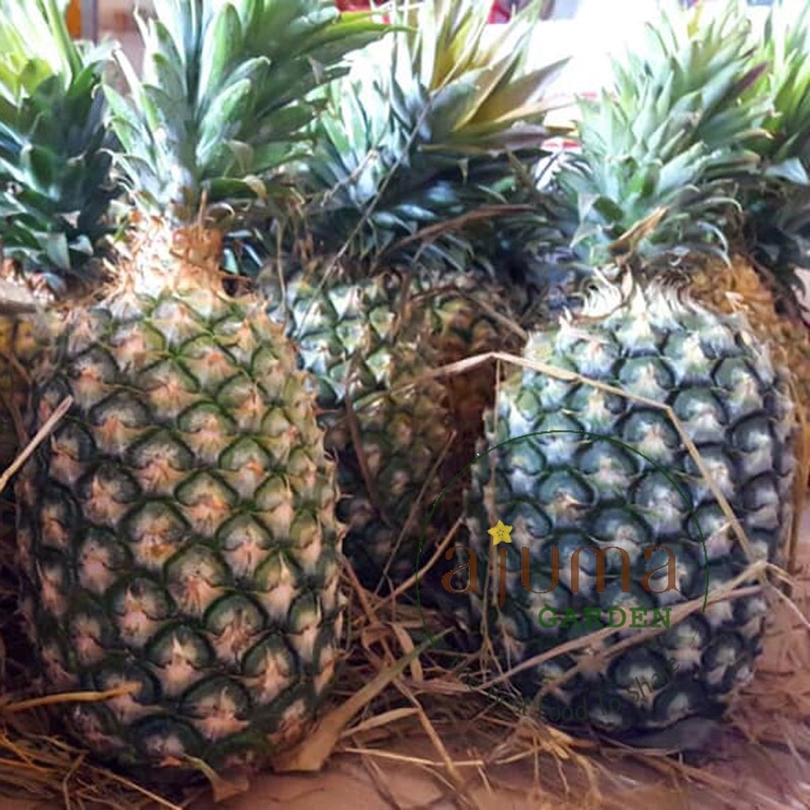 Sau Dứa QUEEN (còn gọi là dứa gai, khóm, khớm) là giống phổ biến nhất ở ...