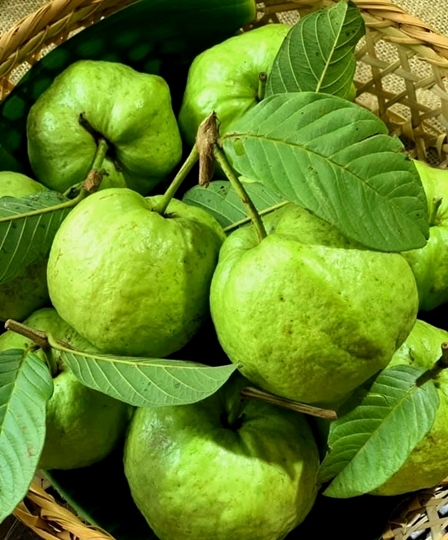 Image result for ổi nữ hoàng