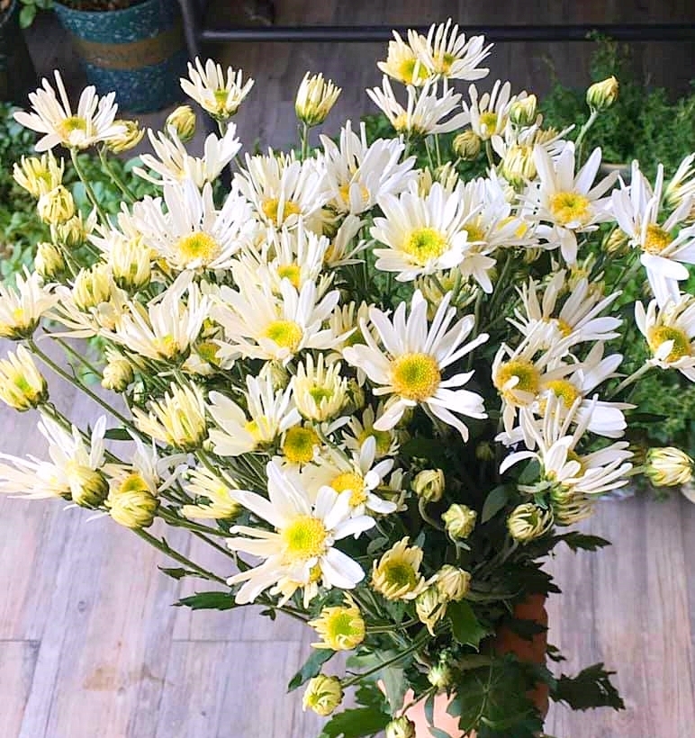 Hoa cúc họa mi Nhật Tân là loài hoa cuốn hút nhiều khách du lịch trong và ngoài nước bởi vẻ đẹp và sự độc đáo của nó. Không chỉ có màu trắng truyền thống, loài hoa này còn có những vẻ đẹp khác nhau tùy thuộc vào từng giờ phút của ngày. Hãy ngắm nhìn bức ảnh với hoa cúc họa mi Nhật Tân và cảm nhận vẻ đẹp kỳ diệu của nó.